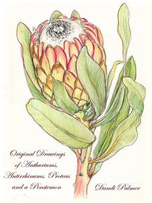 cover image of Original Drawings of Anthuriums, Antirrhinums, Proteas and a Penstemon